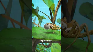 Why You Shouldn T Stomp On A Spider 