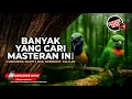 Download Lagu 🔴 Masteran Cucak Cungkok Gacor Isian Kunti vs Serindit Gacor Cililin Banyak yang Cari \u0026 Mudah Masuk MP3