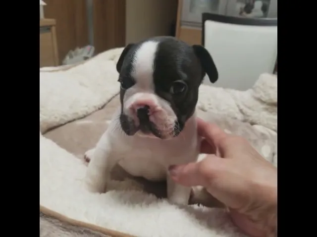 動画