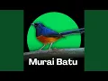 Download Lagu Suara Murai Batu Isian Kenari