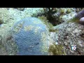 Staying Storm Safe in Hot Water Coral reefs suffer off Big Pine Key