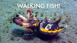 AMAZING WALKING CUTTLEFISH?  #scuba #underwaterphotography  #shorts