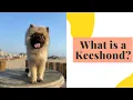 We Got a Rare Dog Breed What is a Keeshond