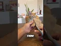 Turning Cat Fur into Fashion A Creative Hat Idea