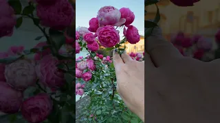 Захворіли троянди чим лікувати Shorts 