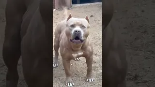 Original Pitbull Sound 