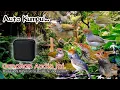 Download Lagu MP3.. Suara Pikat Burung Prenjak Ribut. Auto Langsung Kumpul..