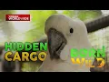 Download Lagu 2 endangered cockatoos, natagpuan sa loob ng thermos?! | Born to Be Wild