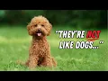 Things ONLY Poodle Parents Will Understand Seriously