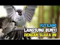 Lagu Suara Burung Kutilang Gacor Juara Masteran Paling Ampuh Untuk Masteran dan Pikat