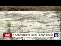 The risk for pets that get too close to high runoff flows