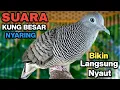 Download Lagu Perkutut Lokal Gacor Suara Kung Besar Pancingan Burung Perkutut Agar Bunyi.