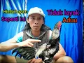 Download Lagu ciri aym tidak layak aduu