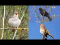 Download Lagu Four Hours Relaxing Birdsong: Blackbird, Nightingale, Song Thrush and Garden Warbler