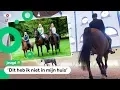 Download Lagu Kinderen kijken bij de paarden en auto's van de koning