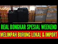 🔥 BONGKAR LAGI REAL BURUNG LOKAL \u0026 IMPORT DIKASIH MURAH HARGANYA 0838-7553-6945