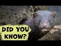American Mink Everything You Need To Know