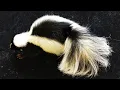 Animal Classification - Mammals