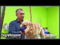 Cesar Takes On Groomer s Toughest Dogs S4 Ep 21 Dog Whisperer With Cesar Millan