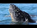 Why do whales grow Barnacles