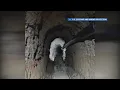 Smugglers turn Laredo s sewer system into underground border crossing
