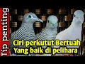 Download Lagu Ciri ciri perkutut bertuah yang baik di pelihara.