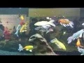 Download Lagu Butterfly Koi - Ornamental fish