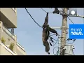 Lagu Chimp escape: Primate swings from live power lines, falls from electricity pole | euronews 🇬🇧