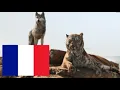 Download Lagu The Jungle Book (2016) Shere Khan kills Akela [European French/Français Européen]