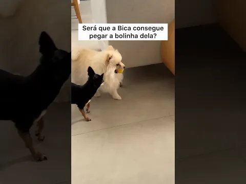 SERÁ QUE A BICA SAIU VITORIOSA? 🤣