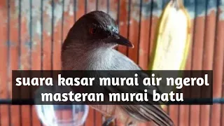 Download suara kasar murai air ngerol masteran murai batu MP3