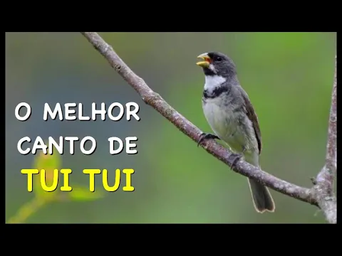 Download MP3 O MELHOR CANTO DE TUI TUI ZEL ZEL POR 10 HORAS