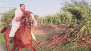 حصان العربي أصيل   مصطفي امام ابوالحارس  الخيل    الأصيل  اكسبلور        طب ليه نخاف من مين نخاف     دندنها