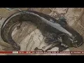 Duck-Eating Catfish