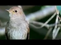 Masteran burung sikatan londo durasi pendek