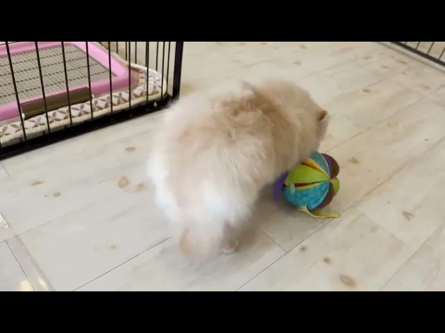動画