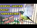 Download Lagu Kolibri Wulung Betina Gacor Isian ini Sangat Ampuh untuk memancing Mental Kowul Jantan Agar EMOSI