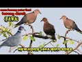 Download Lagu suara burung puter Geni ‼️deruk / derruk (Jawa) birahi