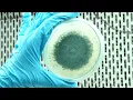 Bioclean Septic The Scientific Secret to a Cleaner Septic Tank