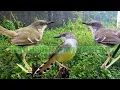 Download Lagu SUARA PIKAT BURUNG CIBLEK SUPER AMPUH.