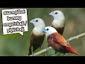 Download Lagu paling ampuh suara pikat burung emprit kaji / Pipit haji koloni ribut