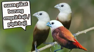 paling ampuh suara pikat burung emprit kaji pipit haji koloni ribut