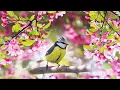 Download Lagu Relaxing Sleep Music: Deep Meditation Music, Stress Relief,  \