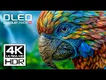 Download Lagu 4K HDR 60FPS - BEST OF OLED Dolby Vision Demo (8K / 4K Video)