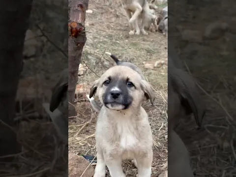 Sokak canlarına paletlerden kulübe yaptık 🐕 #köpek #yavruhayvanlar #cat #kangal