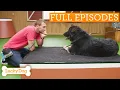 Gentle Giant s Emotional Journey To Her Forever Family Lucky Dog Double Episode