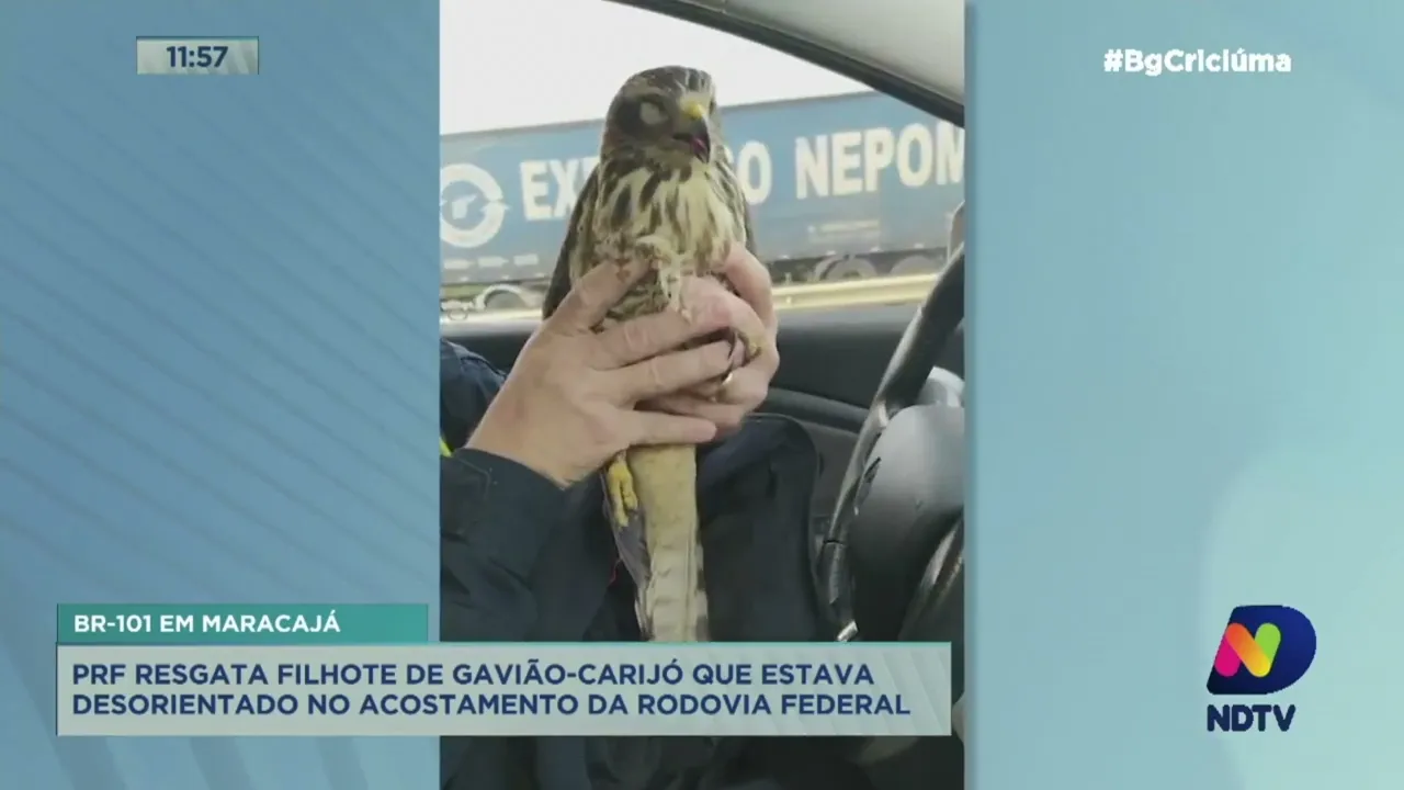 PRF resgata filhote de gavião-carijó que estava na BR-101