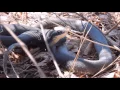 Download Lagu Black Racer ~ Massachusetts ~ Cool Snake