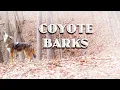 COYOTE BARKS