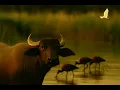 Download Lagu Keepers of the Riverlands – Nature Documentary | Glossy Ibis \u0026 Wetland Wildlife